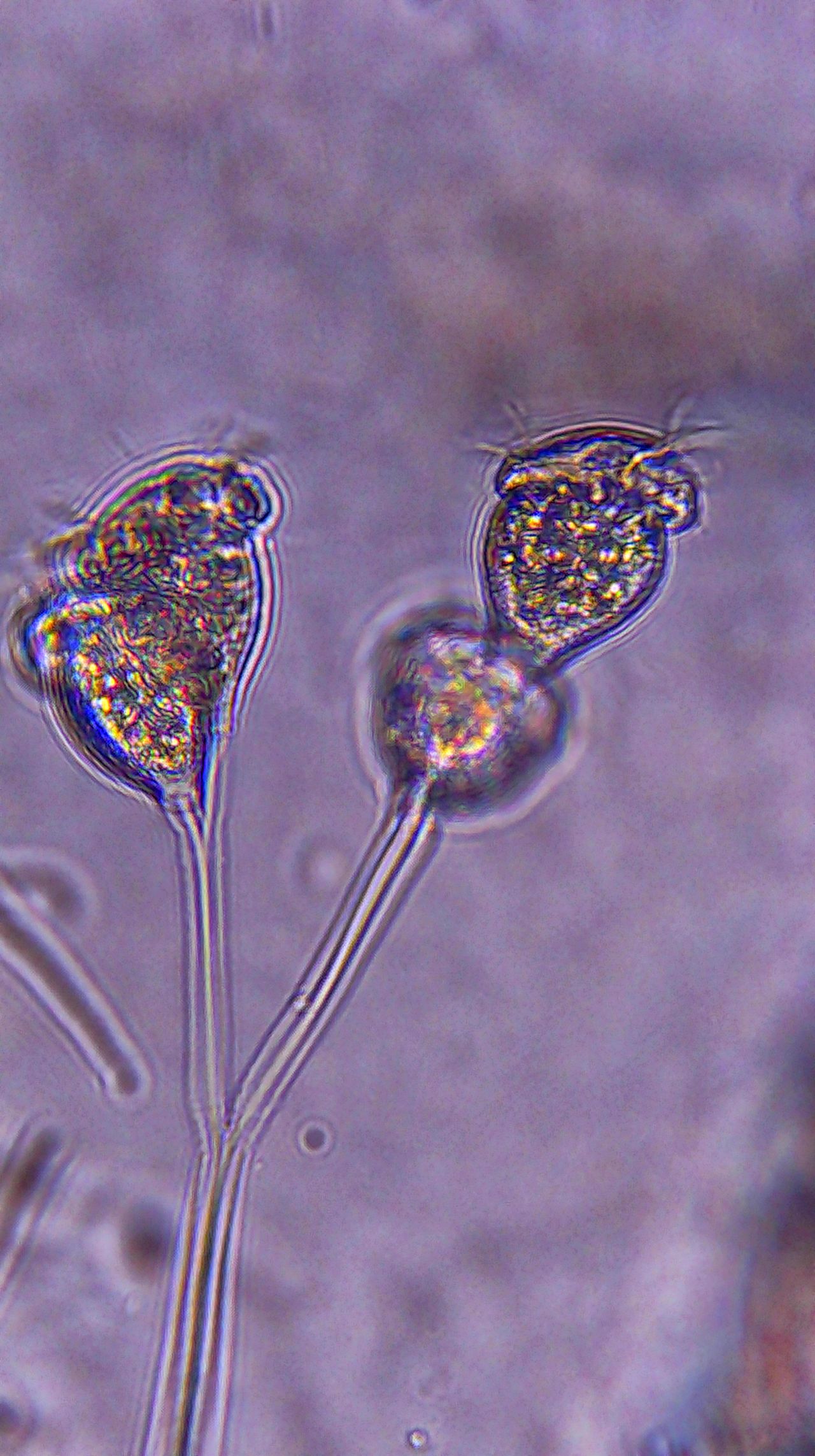 L�unione fa la forza: la vita coloniale di microscopici organismi marini